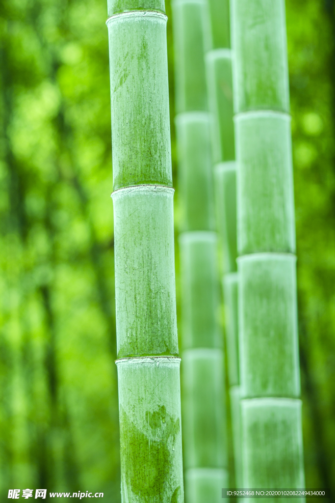 竹子特写