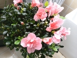 杜鹃花