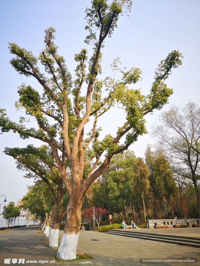 风景树