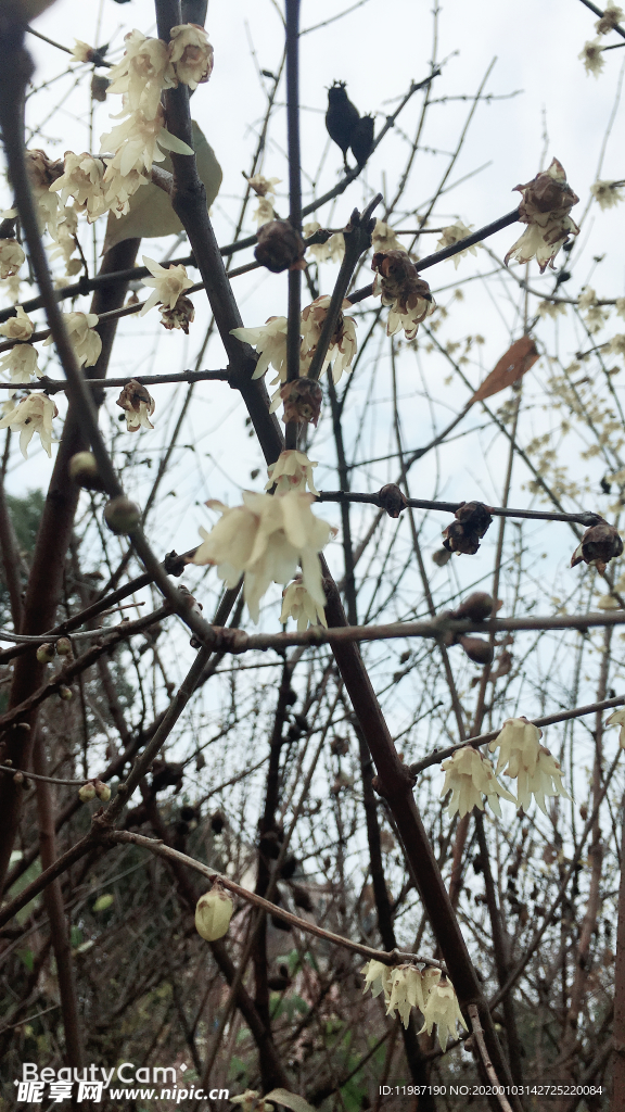 蜡梅 树枝 花瓣 蓝天 花苞
