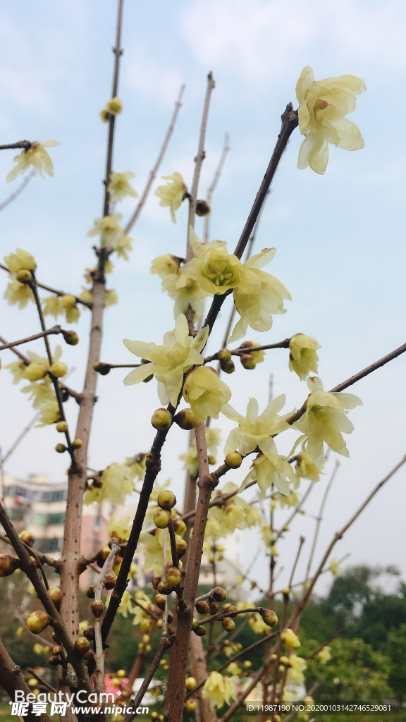 蜡梅 树枝 花瓣 蓝天 花苞