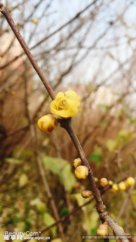 蜡梅 树枝 花瓣 蓝天 花苞