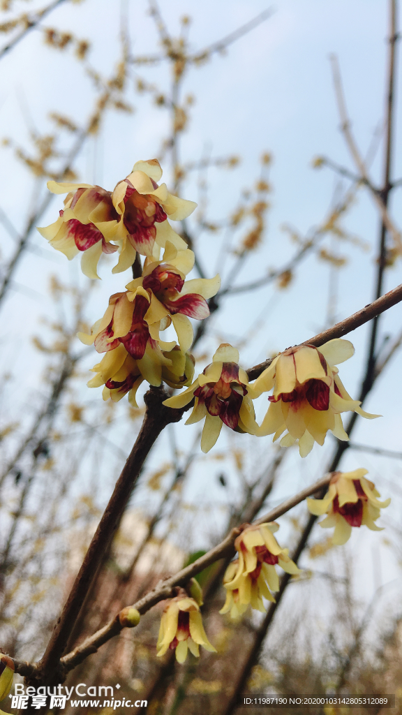 蜡梅 树枝 花瓣 蓝天 花苞