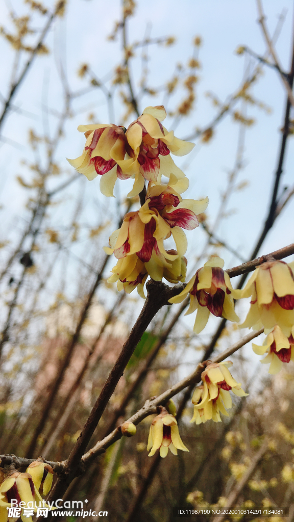 蜡梅 树枝 花瓣 蓝天 花苞