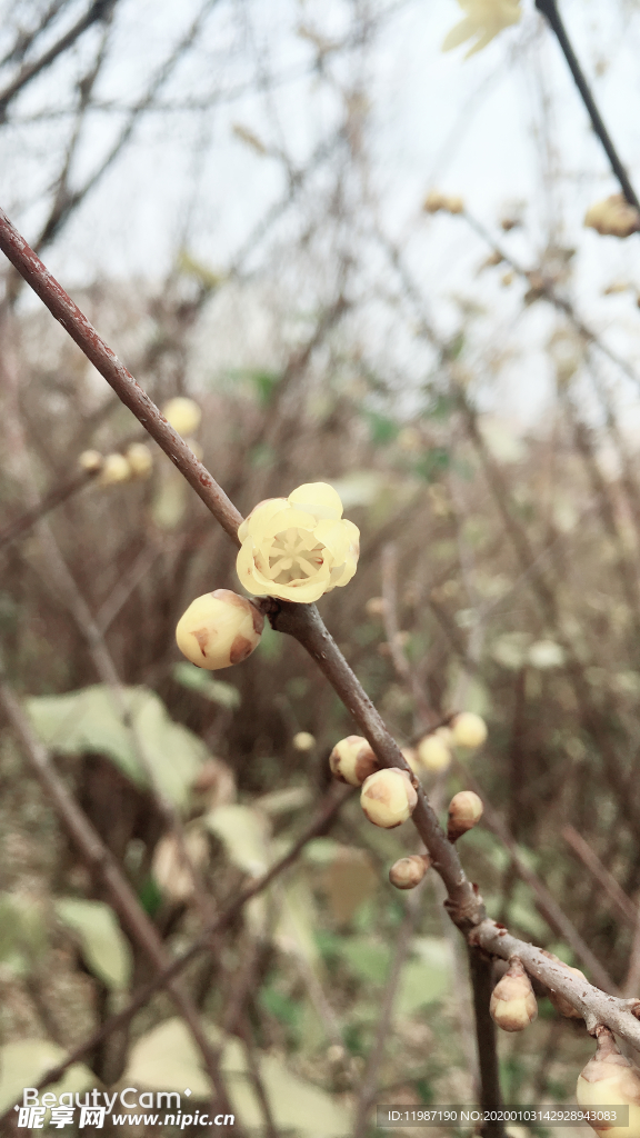 蜡梅 树树 花瓣 蓝天 花苞