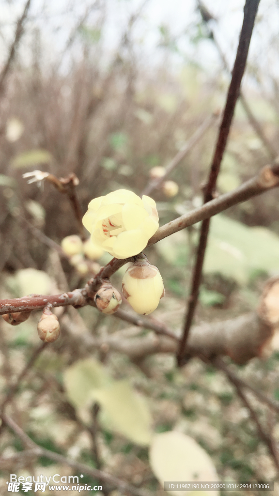 蜡梅 树树 花瓣 蓝天 花苞