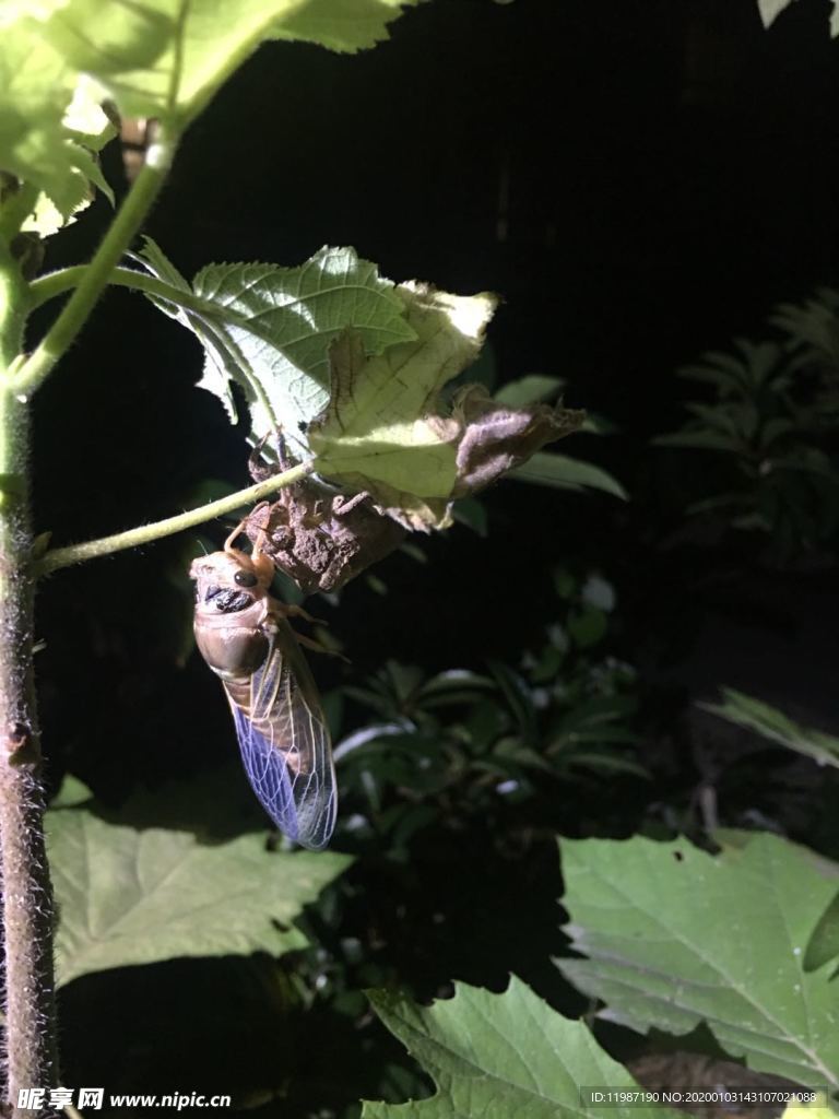 夜晚 蝉 蜕变 树枝 绿叶