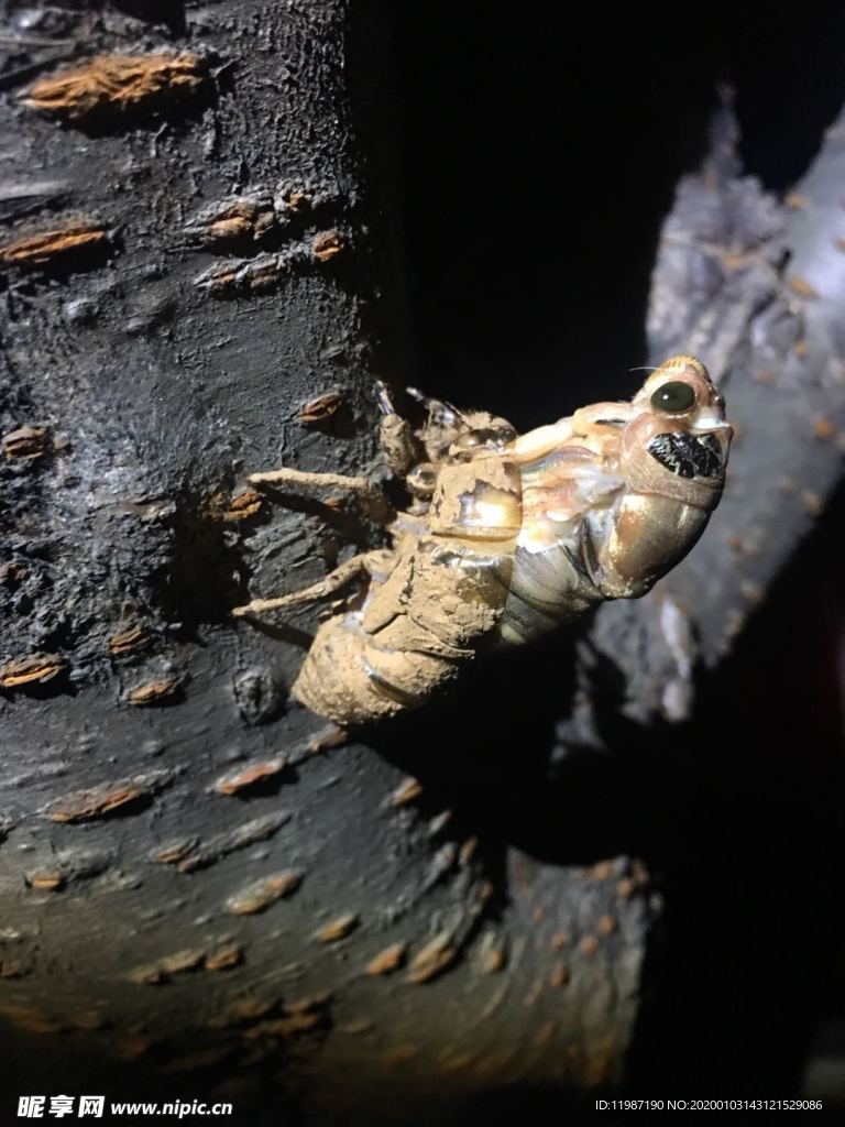 夜晚 蝉 蜕变