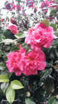 红茶花 花瓣 荼蘼 花苞 落
