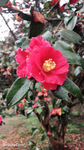 红色茶花 花瓣 荼蘼 花苞 落