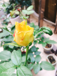 黄色月季