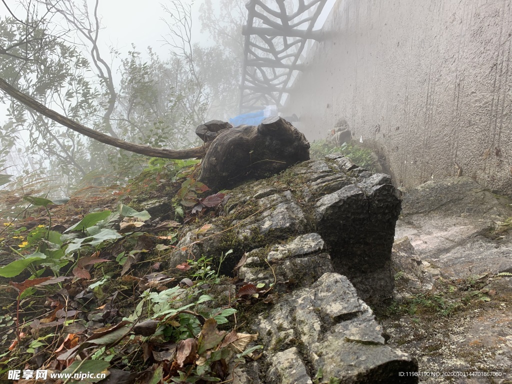 天门山 猪头树根