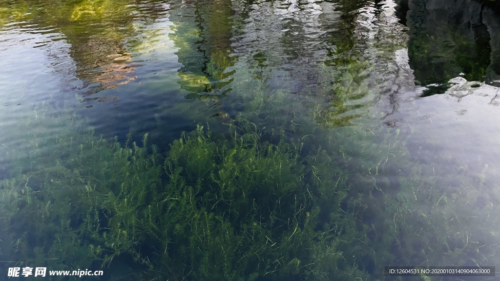绿色水草