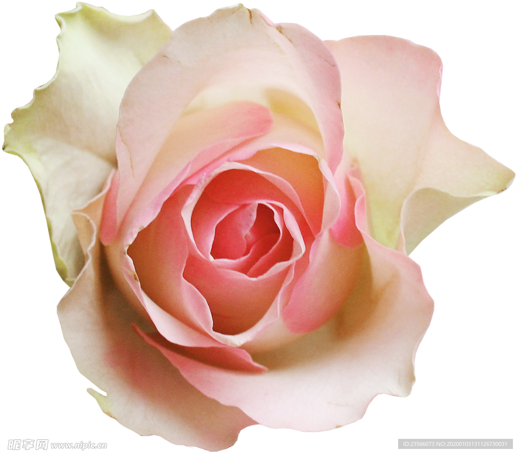 粉色玫瑰花朵图案