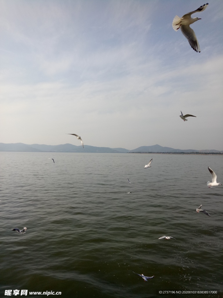海鸥