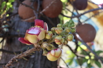 炮弹树花