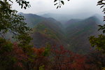 甘山红叶林