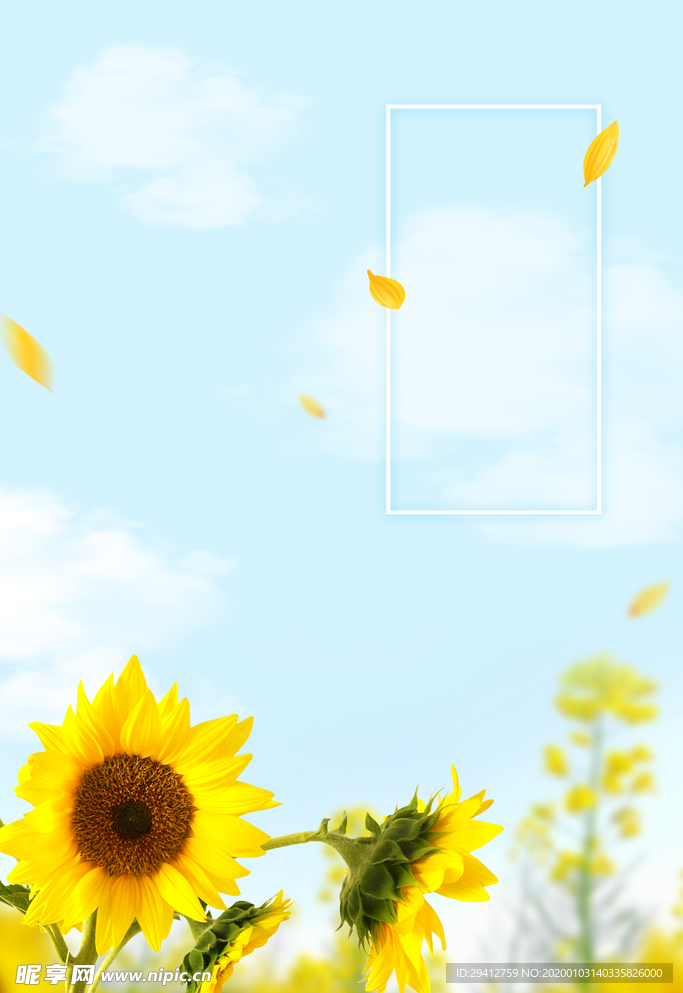 向日葵