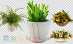 花草 盆景 绿植分层图