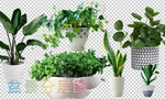 花盆 盆景 绿植