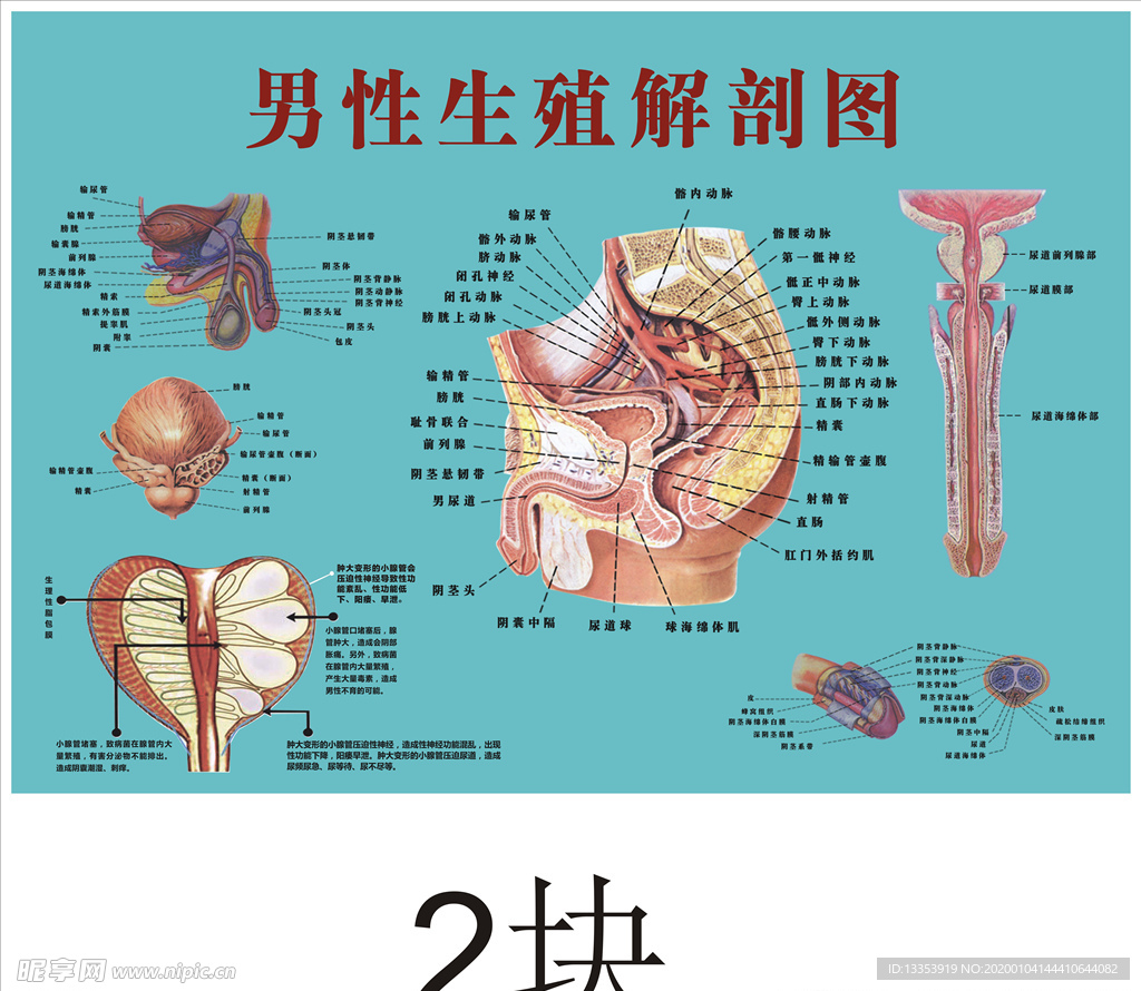 男性生殖解剖图