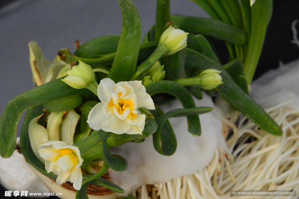 水仙花
