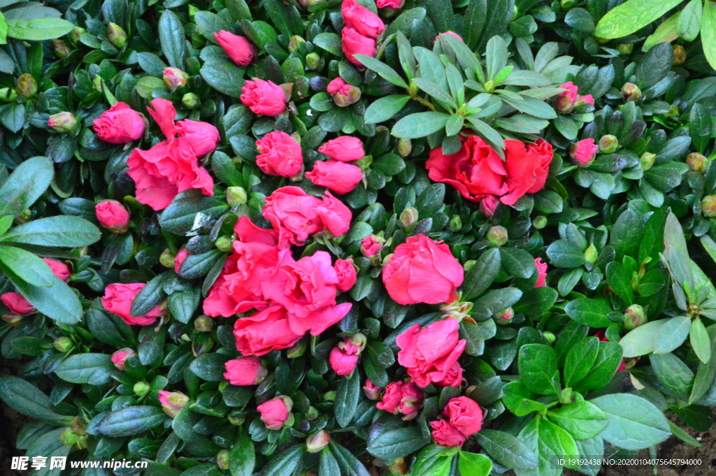 杜鹃花