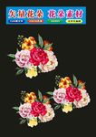 花卉牡丹