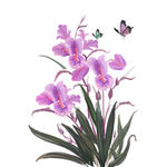 手绘花草 牡丹花园 元素素材