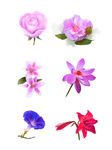 手绘花草 牡丹花园 元素素材