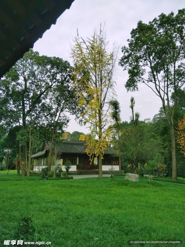 绿色草地 草坪 仰止堂 银杏树