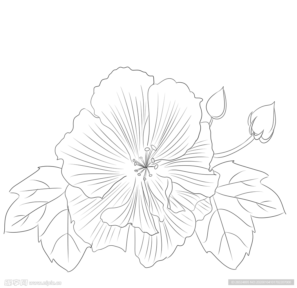 矢量线画芙蓉花