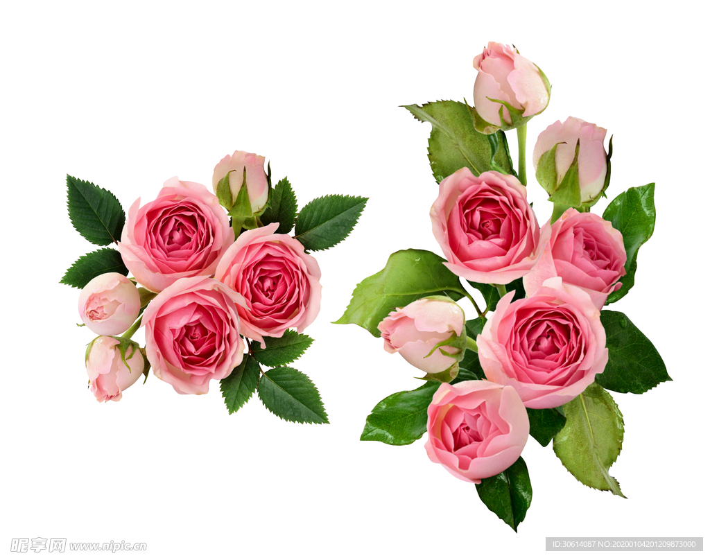 玫瑰花