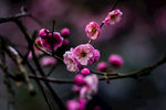 梅花
