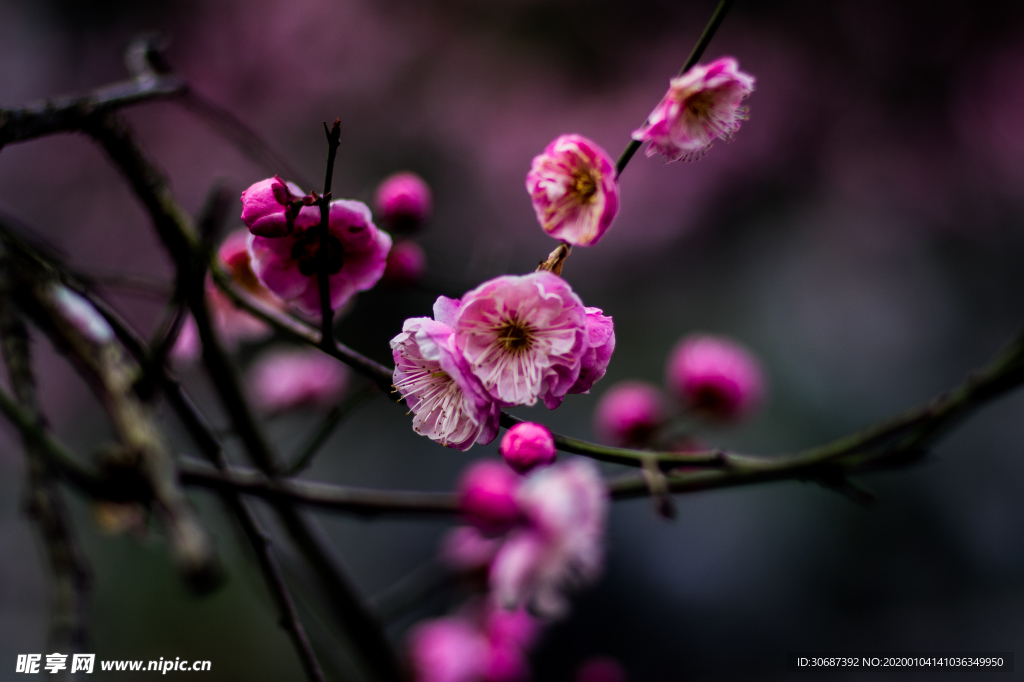 梅花