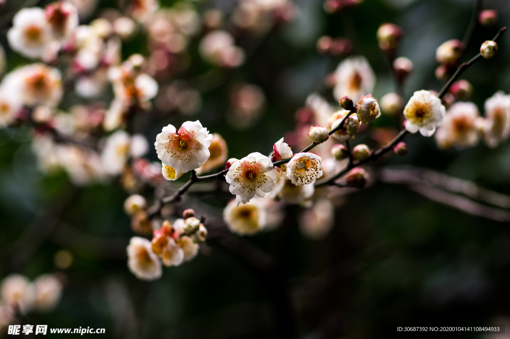 梅花