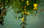 迎春花