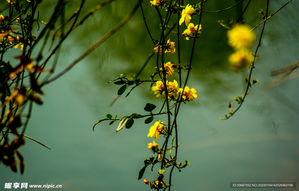 迎春花