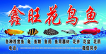 花鸟鱼水族