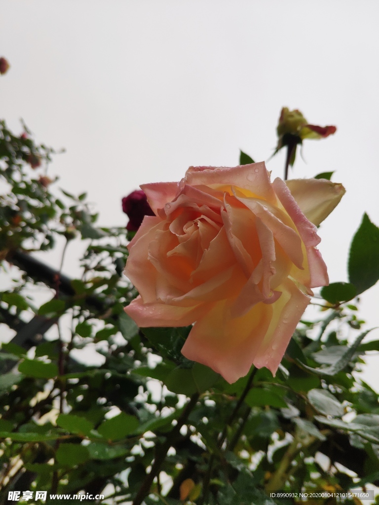 月季花