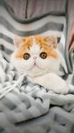 猫咪