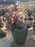 花卉鲜花