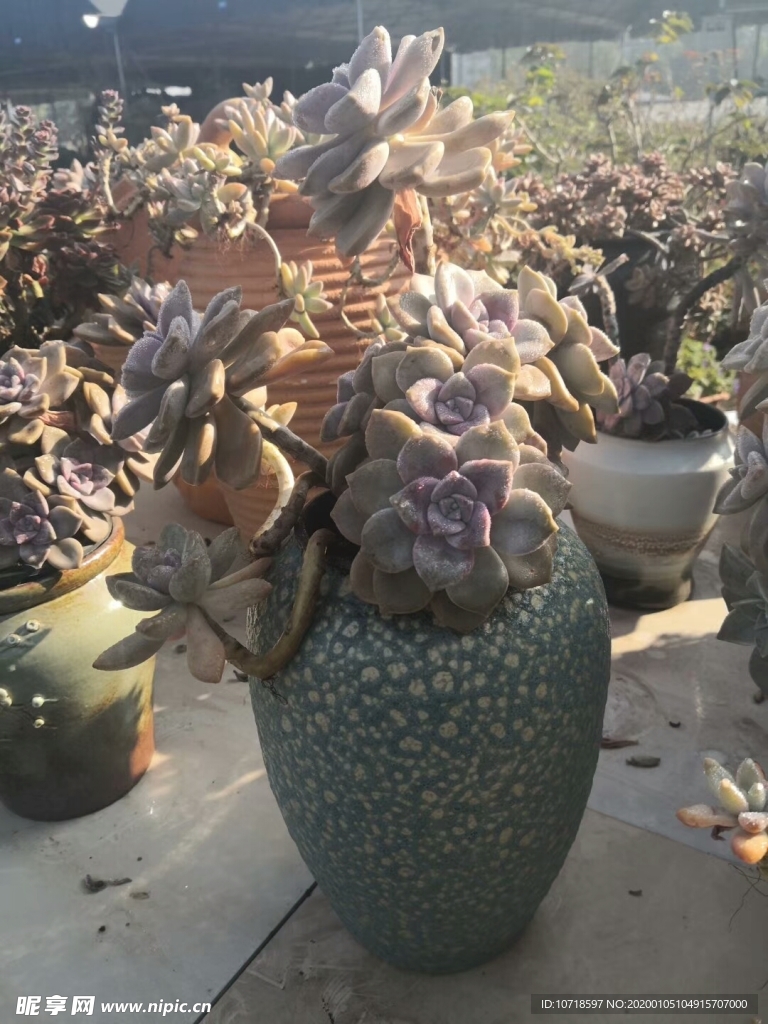 花卉鲜花
