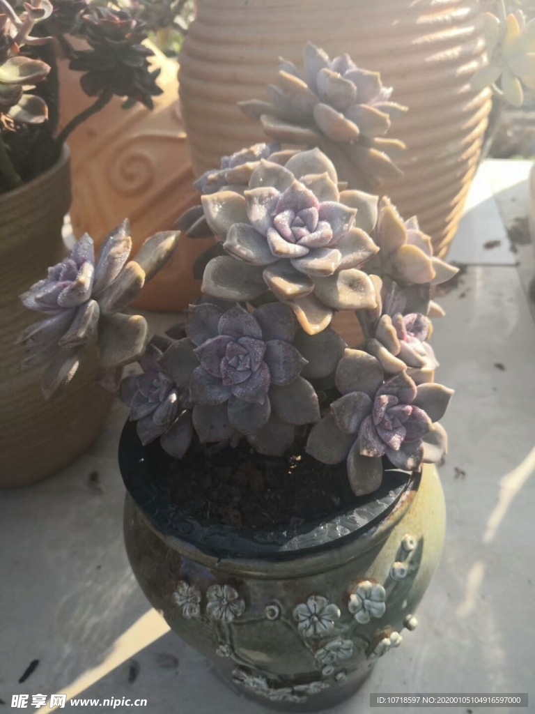 花卉鲜花