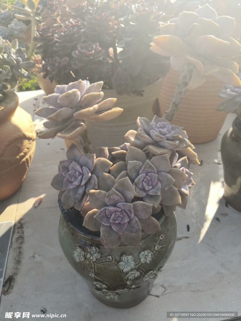 花卉鲜花