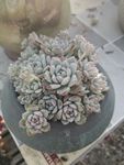 花卉鲜花