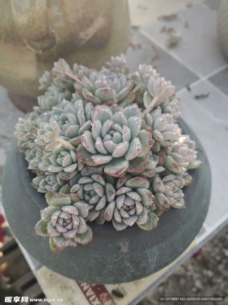 花卉鲜花