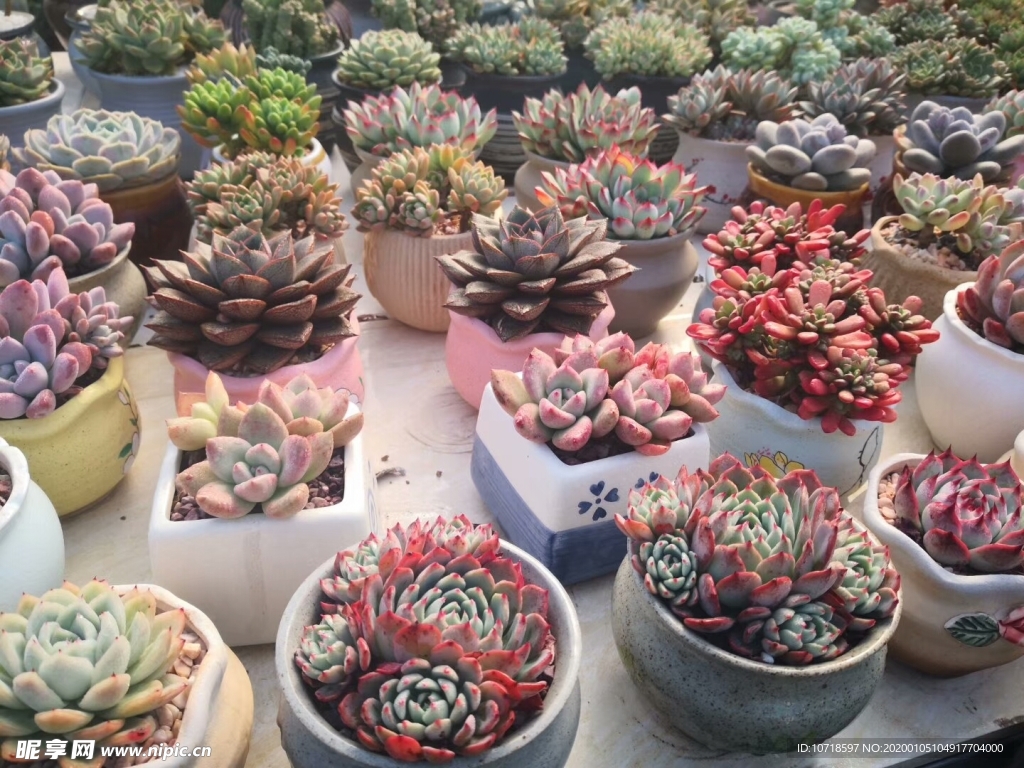 花卉鲜花