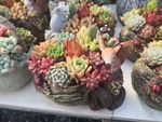 花卉鲜花