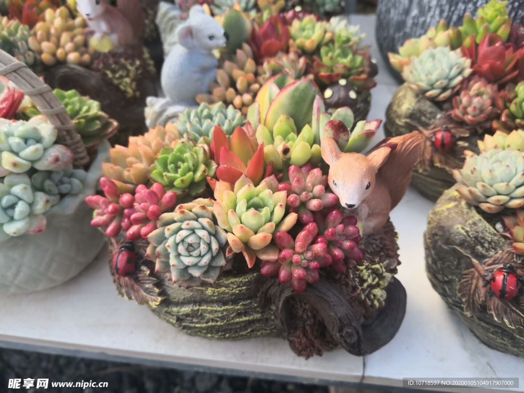 花卉鲜花
